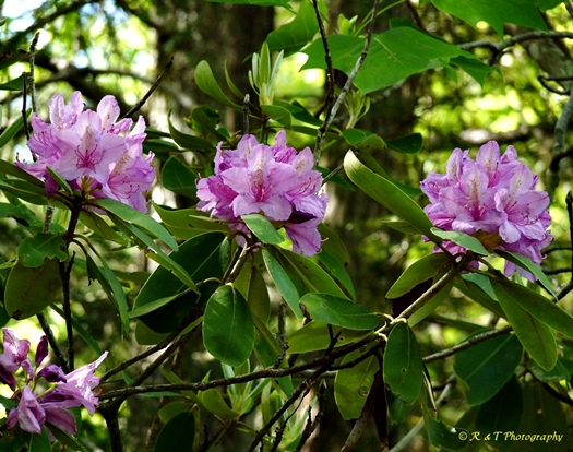 {Rhododendron catawbiense}